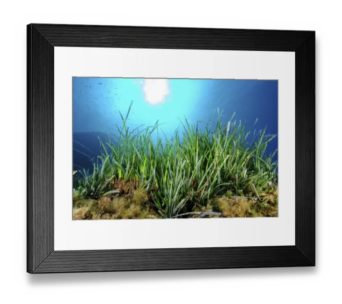 Framed Print : Underwater photo Partial view of seagrass meadow of Neptune grass (Posidonia oceanica)
