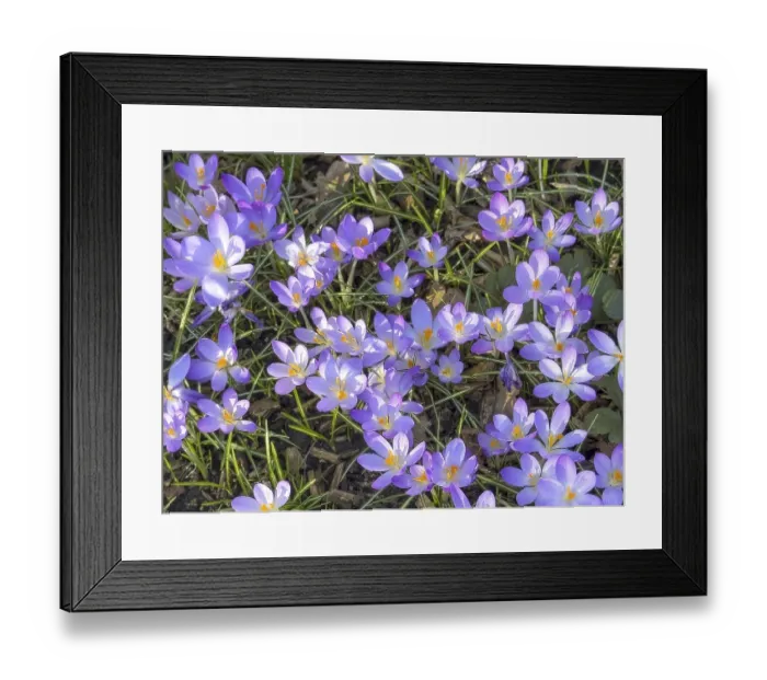 Framed Print : Spring-flowering native elfin crocus (Crocus tommasinianus) small-flowered
