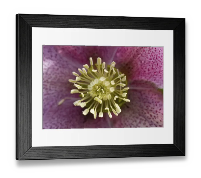 Framed Print : Hellebore close up of a single purple garden flower in winter Framed Print : Hellebore close up of a single purple garden flower in winter