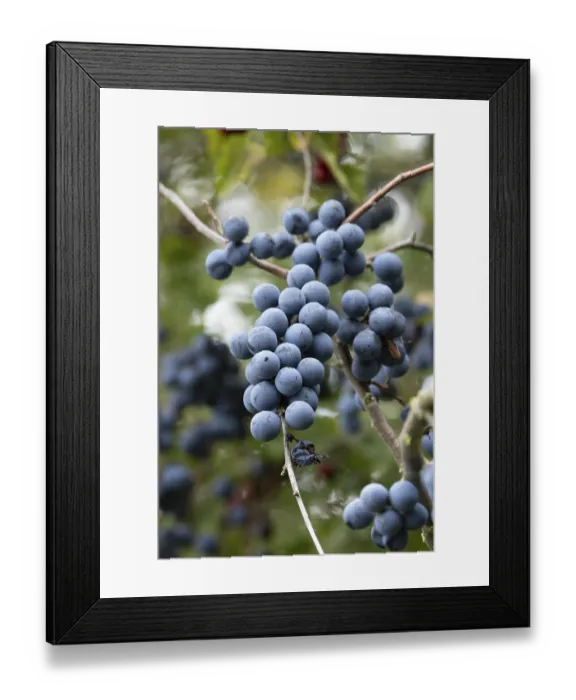 Framed Print : Blackthorn tree (Prunus spinosa) with autumn colour leaves and blue sloe berries Framed Print : Blackthorn tree (Prunus spinosa) with autumn colour leaves and blue sloe berries