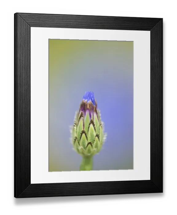 Framed Print : Common cornflower (Centaurea cyanus) single blue wildflower flower in summer