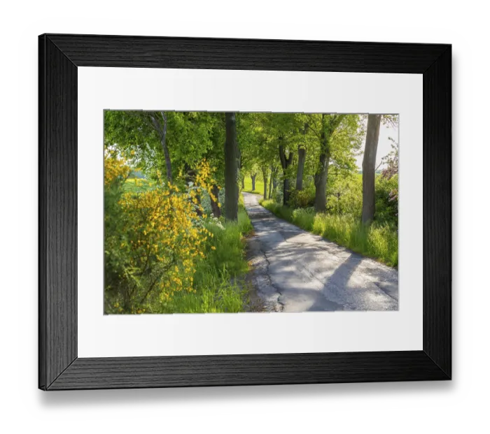 Framed Print : Small road with alley and blooming shrubs near Weissenberg Framed Print : Small road with alley and blooming shrubs near Weissenberg