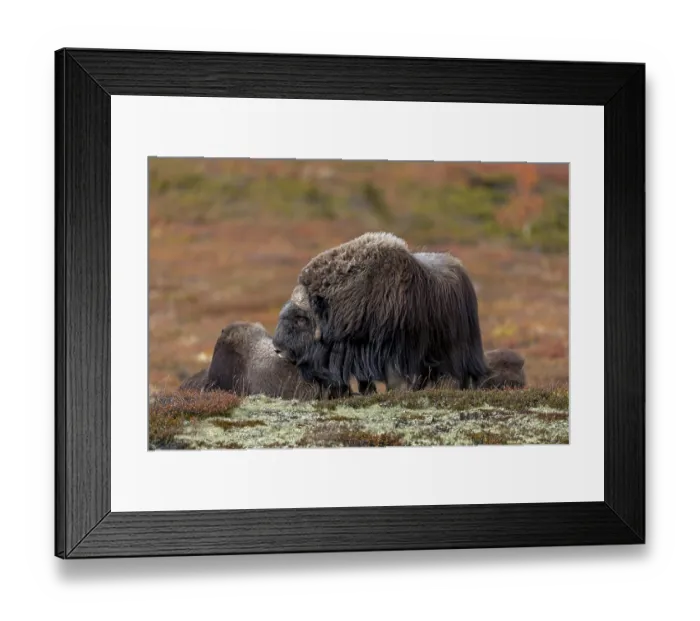 Framed Print : The musk ox bull (Ovibos moschatus) often tries to ask the group members to end the break