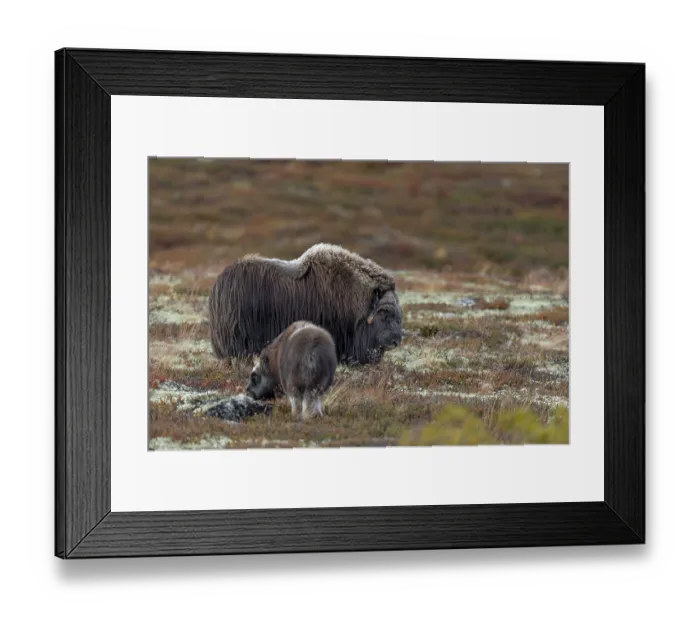 Framed Print : A musk ox bull (Ovibos moschatus) and a calf in the autumnal tundra Framed Print : A musk ox bull (Ovibos moschatus) and a calf in the autumnal tundra
