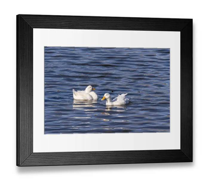 Framed Print : Two white ducks gracefully swim on the gentle ripples of Lisi Lake