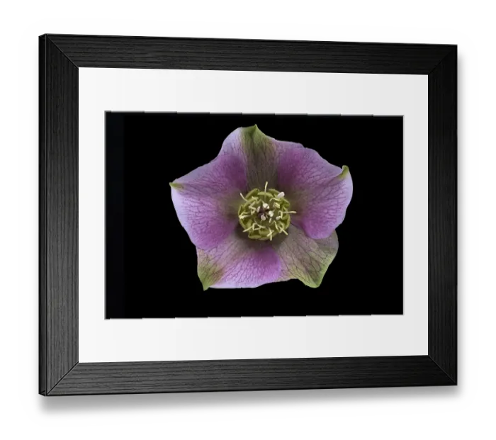 Framed Print : Lenzrose (Helleborus orientalis)