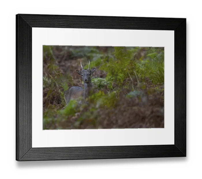 Framed Print : The fallow deer spike (Dama dama) keeps looking in my direction Framed Print : The fallow deer spike (Dama dama) keeps looking in my direction