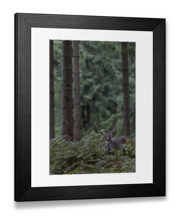 Framed Print : A fallow deer (Dama dama) on its way to the main rutting ground