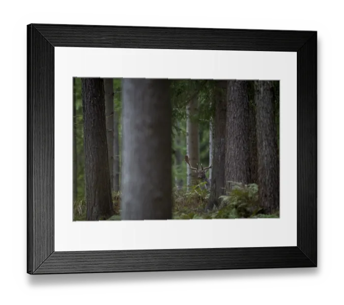 Framed Print : It's amazing how well fallow deer (Dama dama) can see
