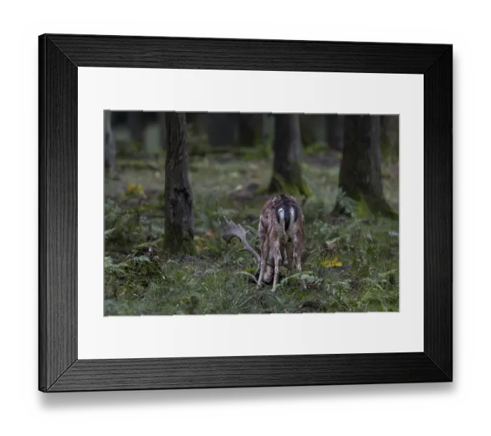 Framed Print : A fallow deer (Dama dama) forking the forest floor with its antlers Framed Print : A fallow deer (Dama dama) forking the forest floor with its antlers