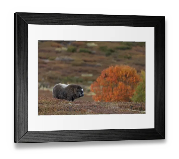 Framed Print : A musk ox calf (Ovibos moschatus) in the autumnal tundra Framed Print : A musk ox calf (Ovibos moschatus) in the autumnal tundra