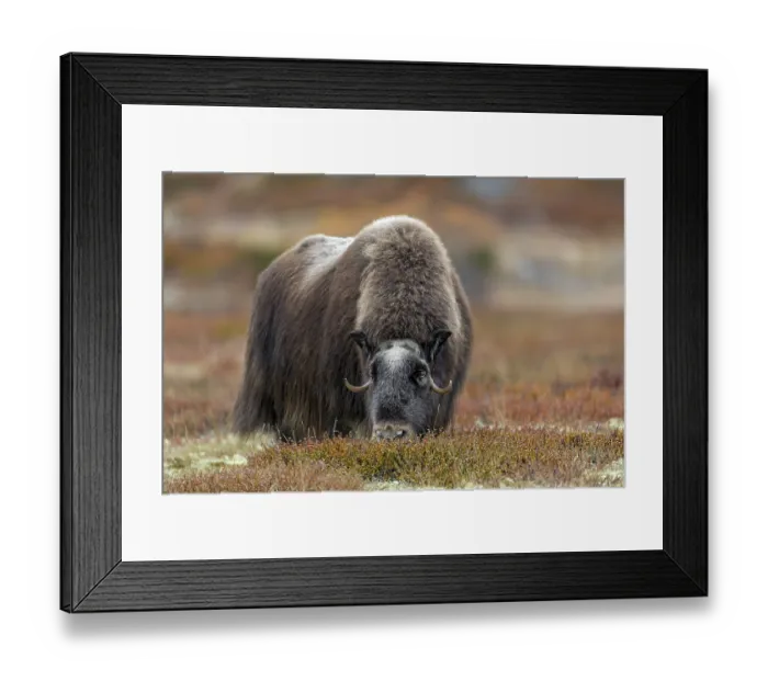 Framed Print : A musk ox cow (Ovibos moschatus) grazing the shoots of dwarf birch trees