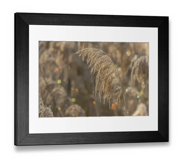 Framed Print : Reed-type plant stands in field