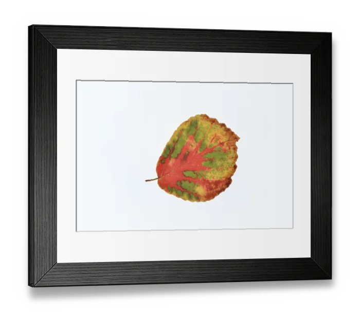 Framed Print : Persian ironwood (Parrotia persica) Framed Print : Persian ironwood (Parrotia persica)
