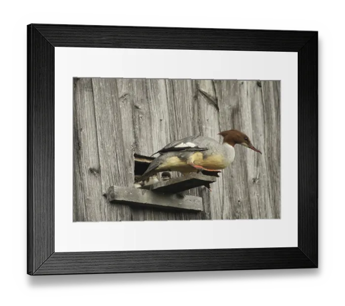Framed Print : Goosander (Mergus merganser) female at the breeding den in a field barn Framed Print : Goosander (Mergus merganser) female at the breeding den in a field barn