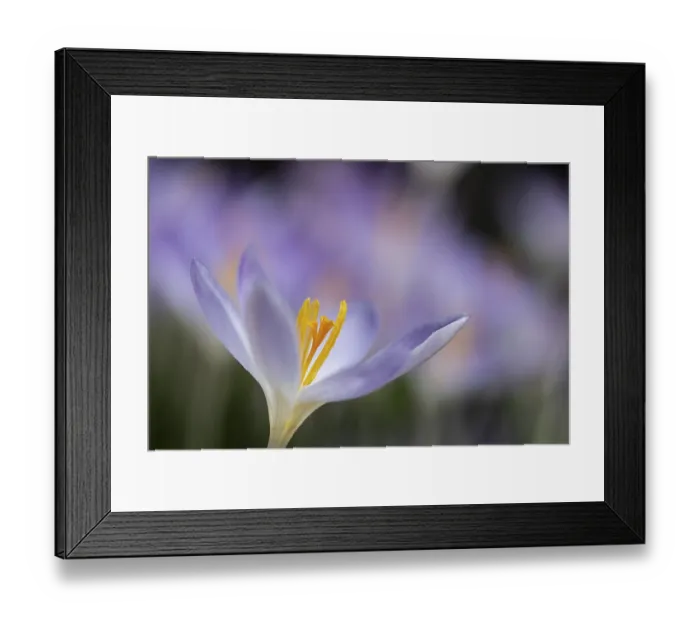 Framed Print : Elfin crocus (Crocus tommasinianus) Framed Print : Elfin crocus (Crocus tommasinianus)