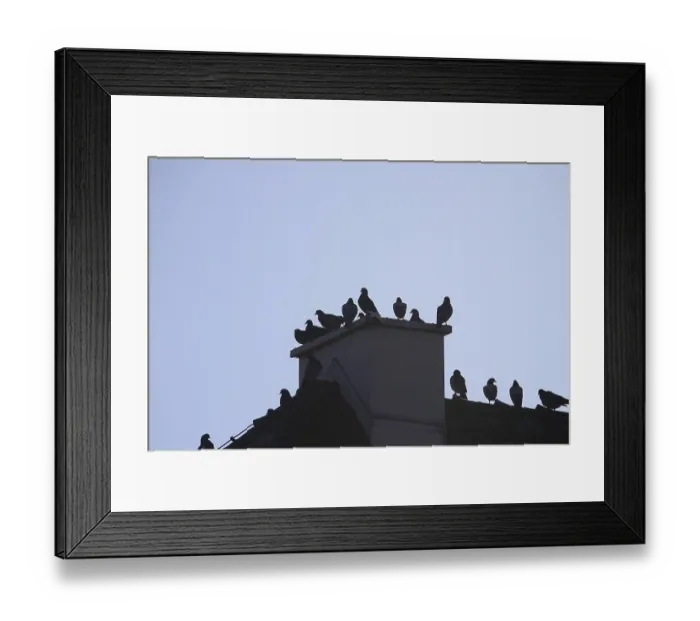 Framed Print : Pigeons in the city in winter, Germany Framed Print : Pigeons in the city in winter, Germany