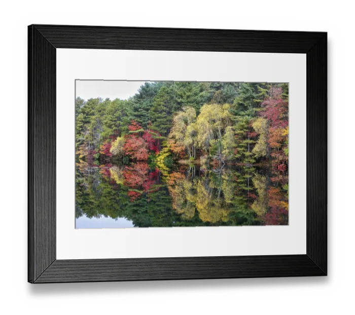 Framed Print : Forest with autumn leaves, Indian summer