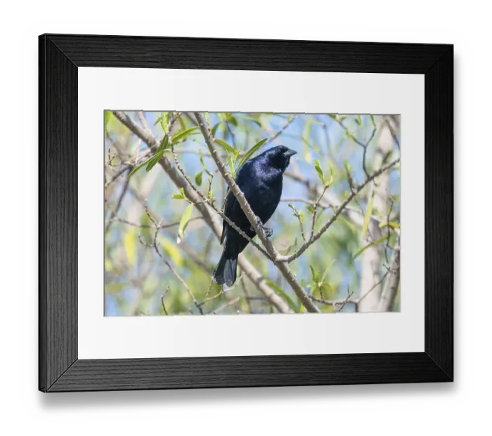 Framed Print : Silky cowbird (Molothrus bonariensis) male in the wild