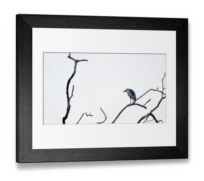 Framed Print : Night heron (Nycticorax nycticorax) on a bare branch Framed Print : Night heron (Nycticorax nycticorax) on a bare branch