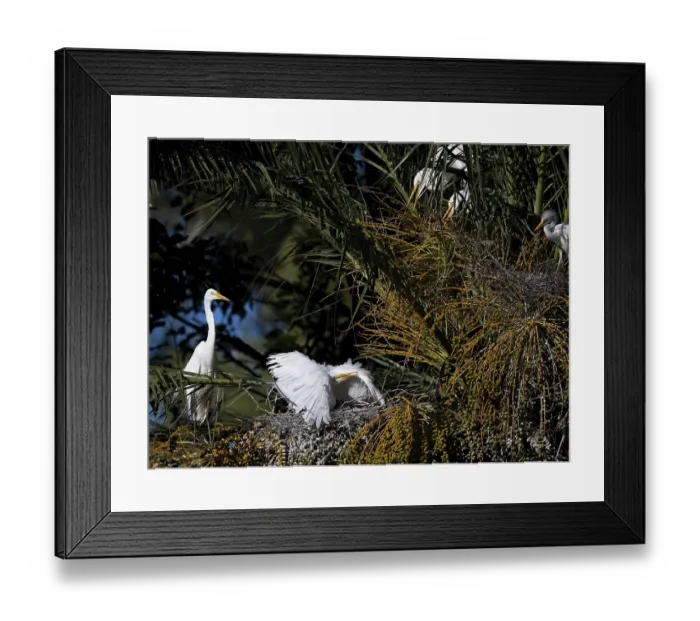 Framed Print : Great Egret (Ardea alba) defending its nest in a palm tree
