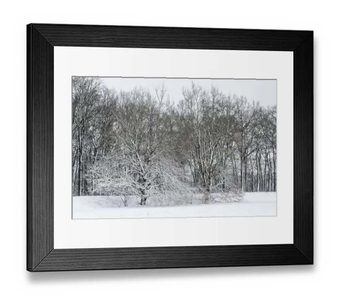Framed Print : Winter landscape with black alders (Alnus glutinosa) and oaks (Quercus robur) Framed Print : Winter landscape with black alders (Alnus glutinosa) and oaks (Quercus robur)