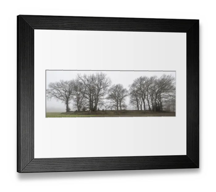 Framed Print : English oaks (Quercus robur) in fog Framed Print : English oaks (Quercus robur) in fog