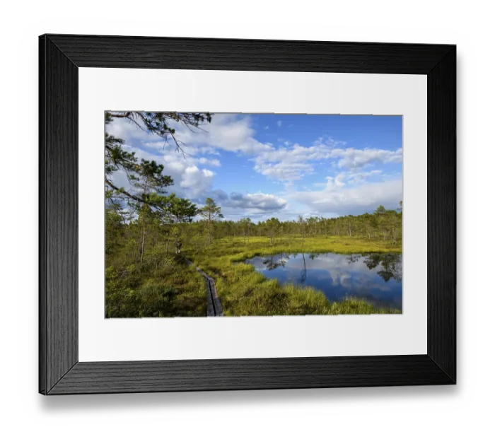 Framed Print : A moor lake with clear sky, clouds and wooden plank path in Hammarmoosen moor Framed Print : A moor lake with clear sky, clouds and wooden plank path in Hammarmoosen moor