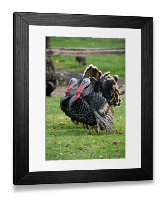 Framed Print : Two wild turkeys in a green area Framed Print : Two wild turkeys in a green area