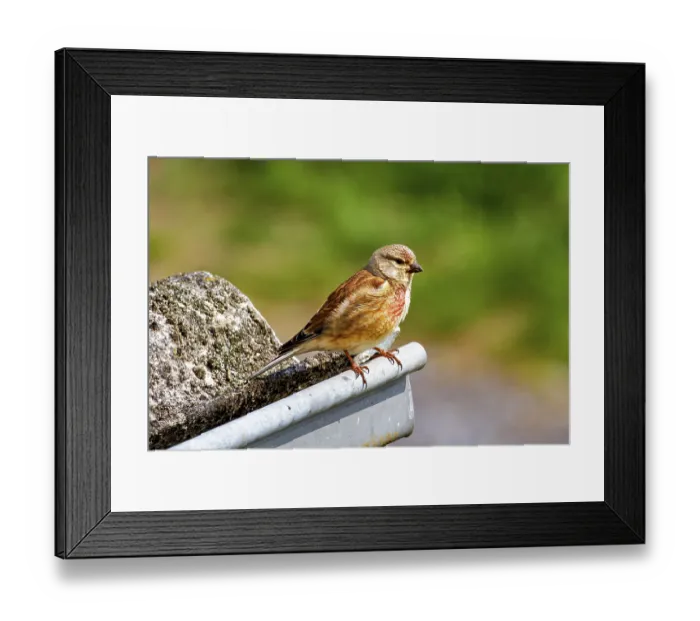Framed Print : A bird sits on a metal ledge next to a rock with a blurred green background Framed Print : A bird sits on a metal ledge next to a rock with a blurred green background