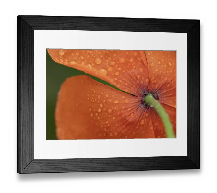 Framed Print : Common field poppy (Papaver rhoeas) single red wildflower flower with rain drops on the petals in summer