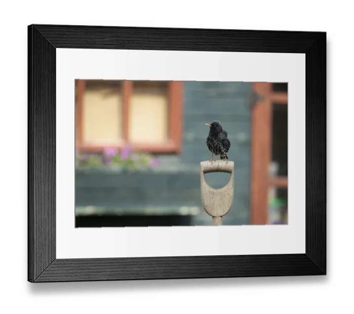 Framed Print : European starling (Sturnus vulgaris) adult garden bird on a fork handle in front of a shed Framed Print : European starling (Sturnus vulgaris) adult garden bird on a fork handle in front of a shed
