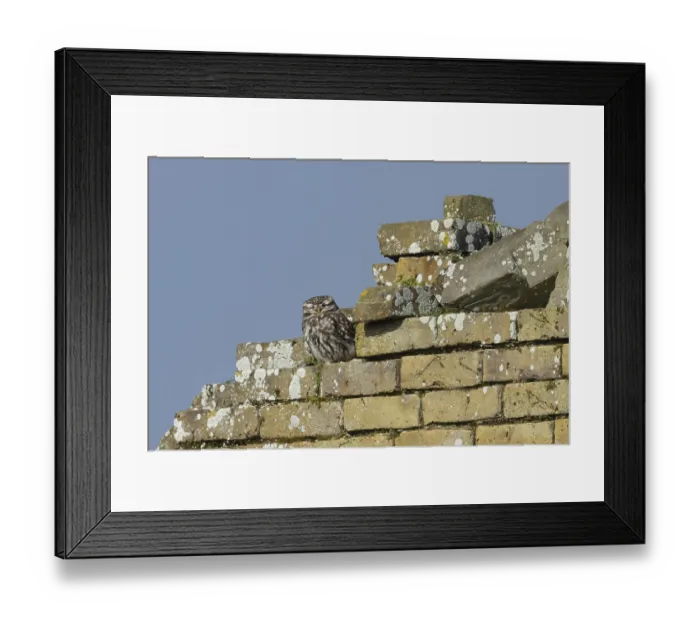 Framed Print : Little owl (Athene noctua) adult bird sleeping on an old building Framed Print : Little owl (Athene noctua) adult bird sleeping on an old building