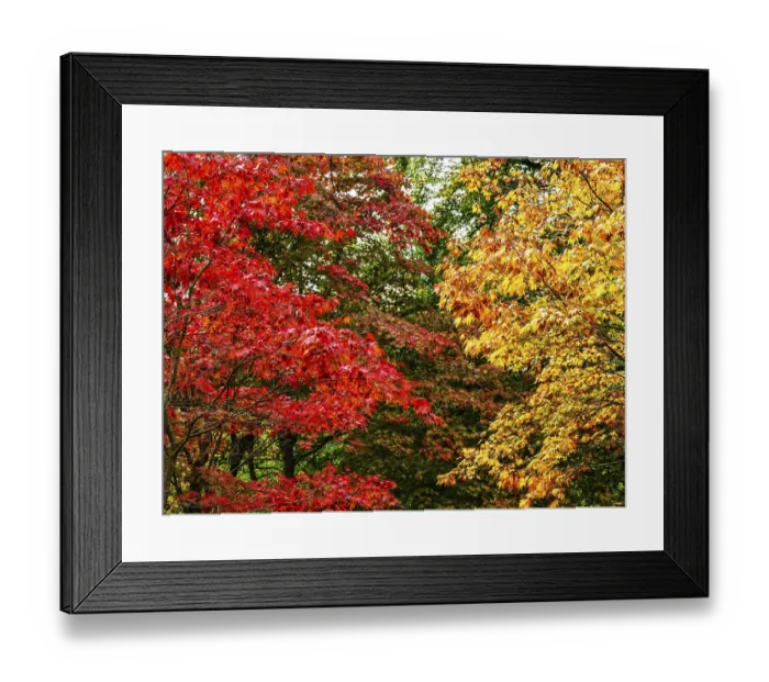 Framed Print : The color of autumn trees and leaves Framed Print : The color of autumn trees and leaves
