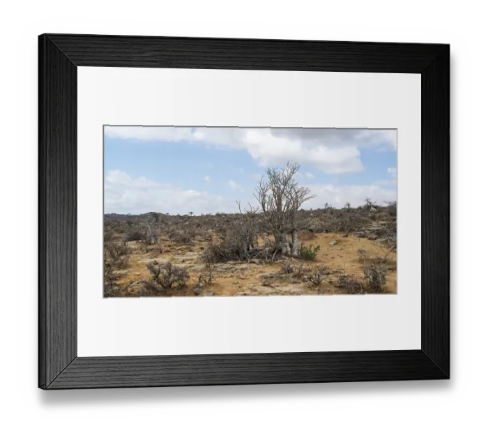 Framed Print : Desert rose (Adenium obesum), Oman Framed Print : Desert rose (Adenium obesum), Oman
