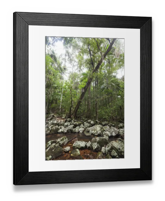 Framed Print : Ancient subtropical Gondwana rainforest with strangler fig at Repentance Creek Framed Print : Ancient subtropical Gondwana rainforest with strangler fig at Repentance Creek