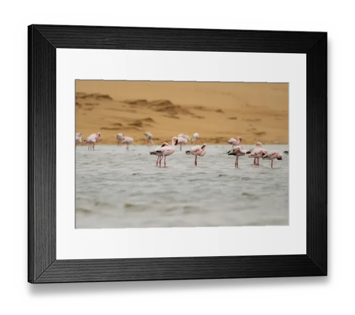 Framed Print : Lesser Flamingos (Phoeniconaias minor) in a lagoon off the Namib Desert Framed Print : Lesser Flamingos (Phoeniconaias minor) in a lagoon off the Namib Desert