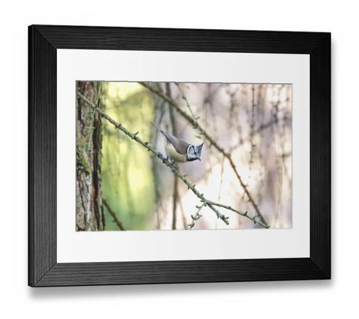 Framed Print : Crested Tit (Parus cristatus), winter, Germany