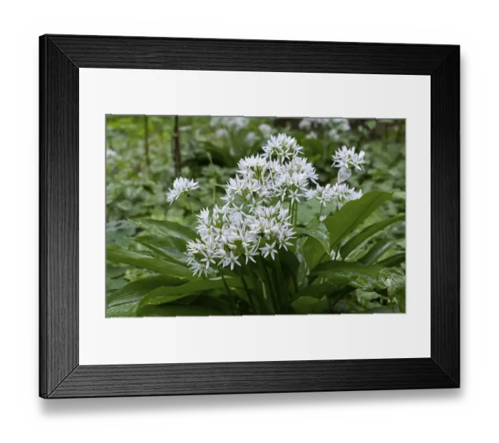 Framed Print : Wild garlic (Allium ursinum), Netherlands