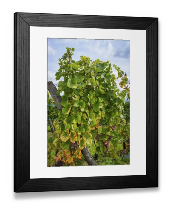 Framed Print : Grapevine near Riquewihr