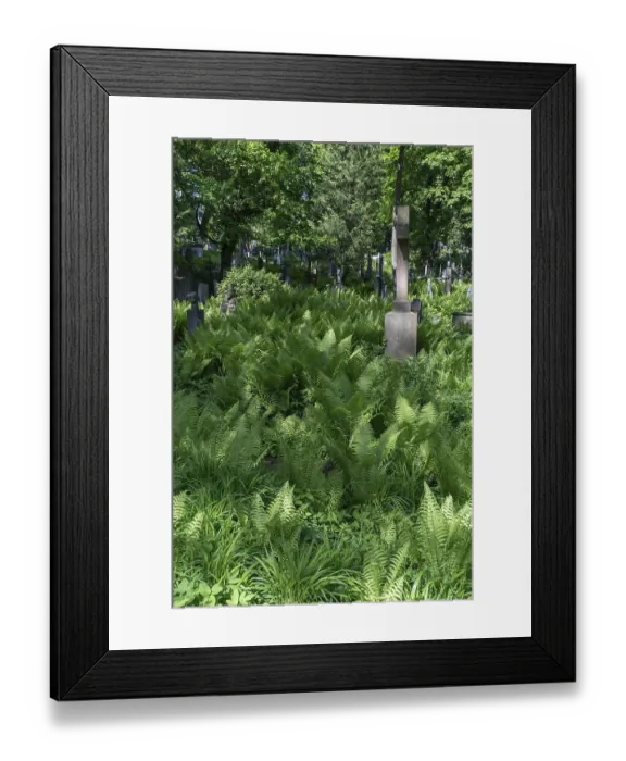 Framed Print : Ferns at Lutzenhofer Cemetery Lychakivskiy Cemetery