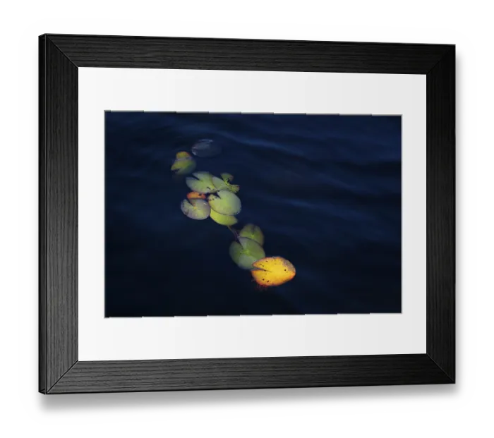 Framed Print : Lily pads in light on dark blue water surface Framed Print : Lily pads in light on dark blue water surface