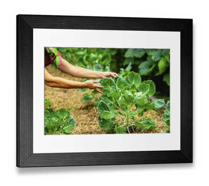 Framed Print : Woman hands caring for developing brussels sprouts plants in a sustainable garden setting