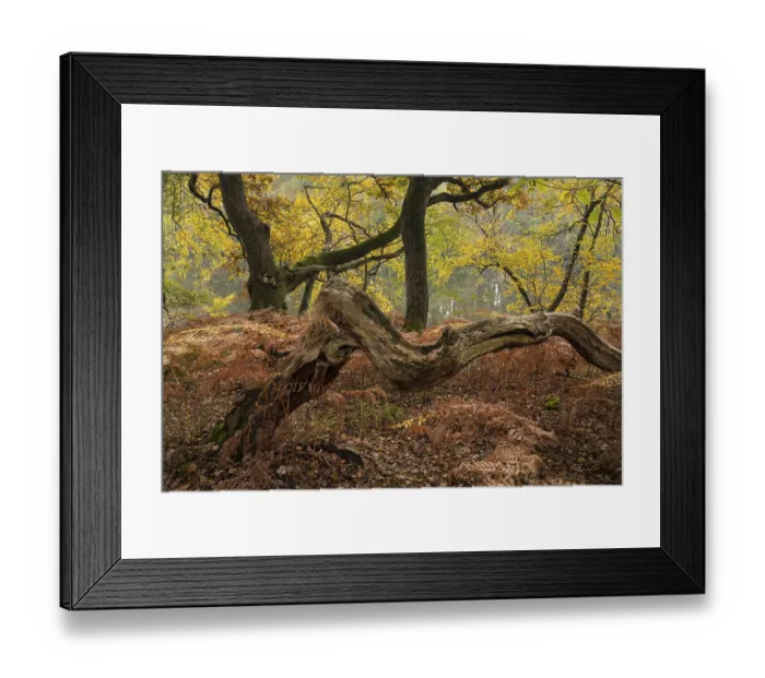 Framed Print : Autumn impression of Ahlhorn fish ponds