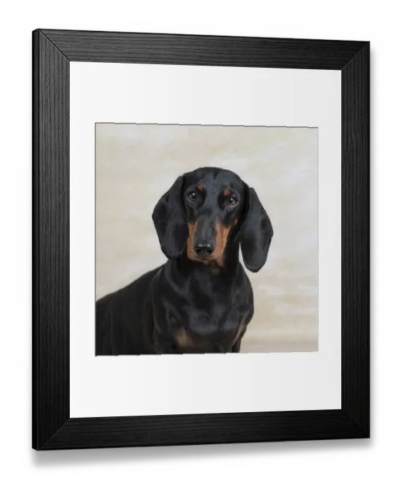 Framed Print : A dachshund with a sleek black coat poses against a light background Framed Print : A dachshund with a sleek black coat poses against a light background