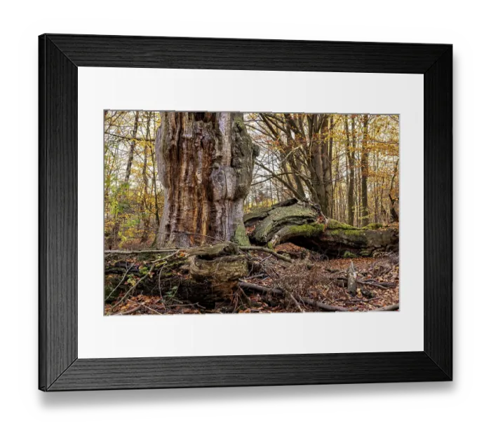 Framed Print : Large tree stump and fallen trees between colorful autumn leaves in the forest