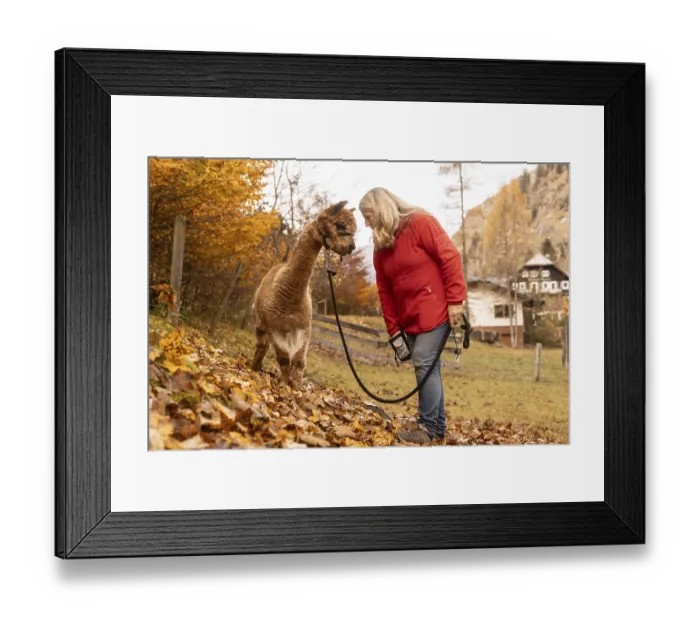 Framed Print : An elderly woman tenderly interacts with a brown alpaca among the autumn leaves in the Austrian countryside Framed Print : An elderly woman tenderly interacts with a brown alpaca among the autumn leaves in the Austrian countryside