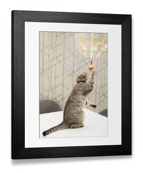 Framed Print : A playful British Shorthair cat reaches up to bat at a hanging ornament on a stylish modern lamp in a chic decorated Framed Print : A playful British Shorthair cat reaches up to bat at a hanging ornament on a stylish modern lamp in a chic decorated