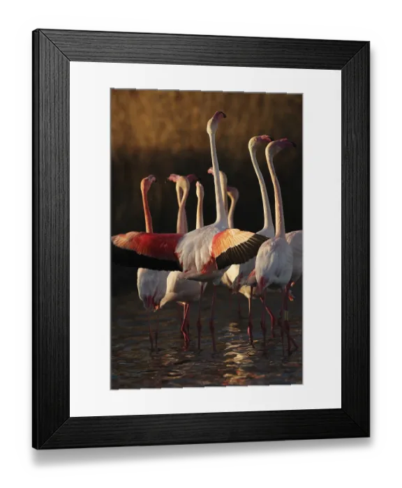 Framed Print : Captivating scene of pink flamingos engaged in their nuptial ritual