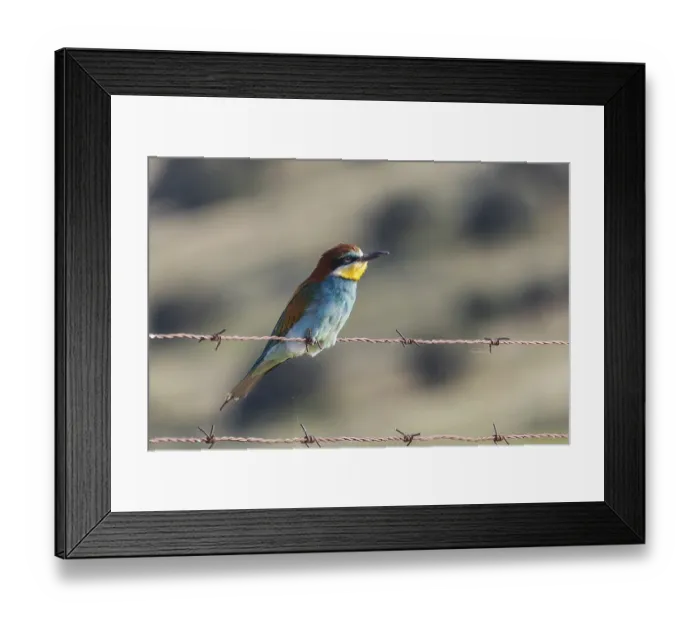Framed Print : A vivid European bee-eater perches gracefully on rusty barbed wire